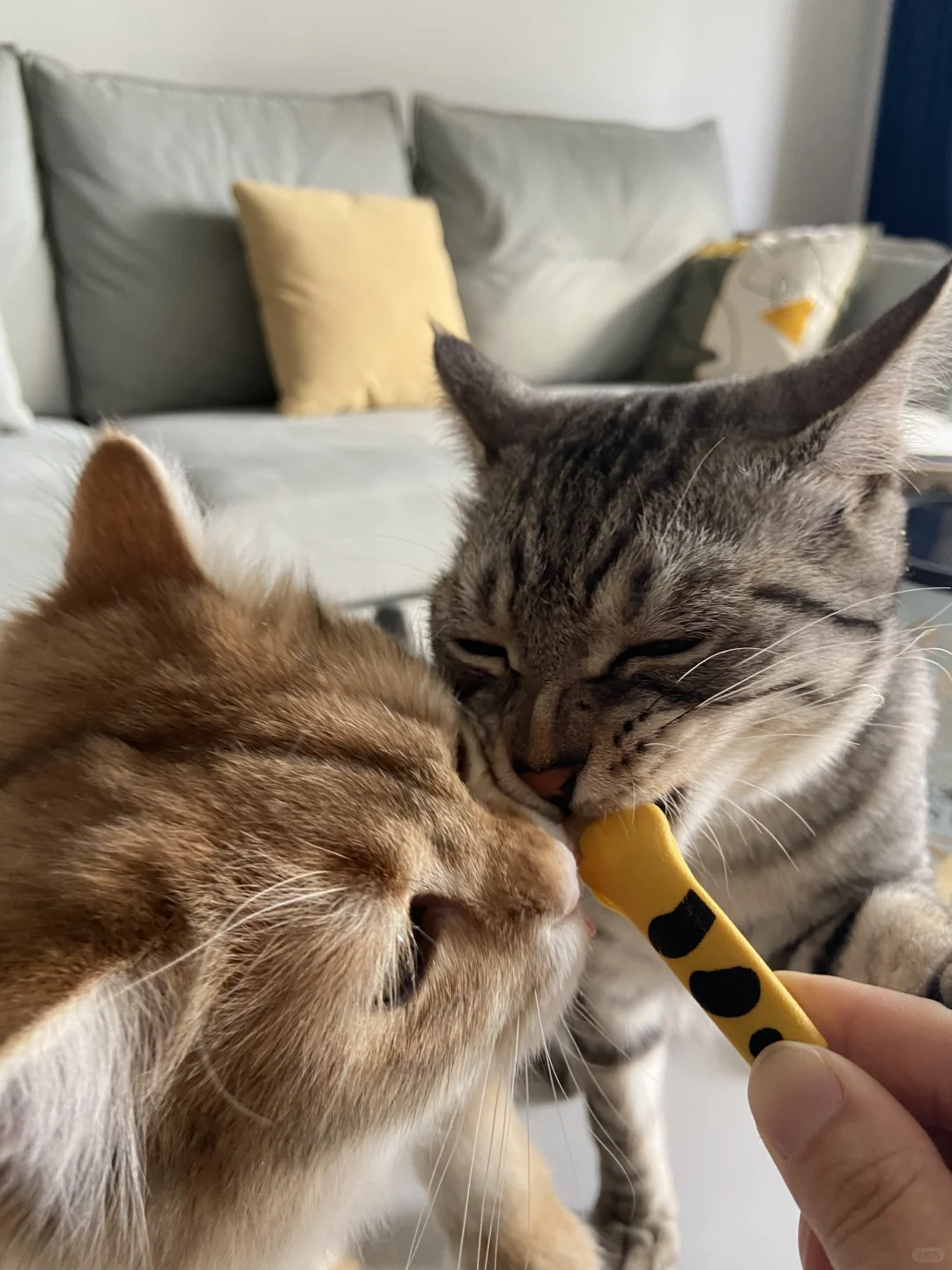 吃的好认真