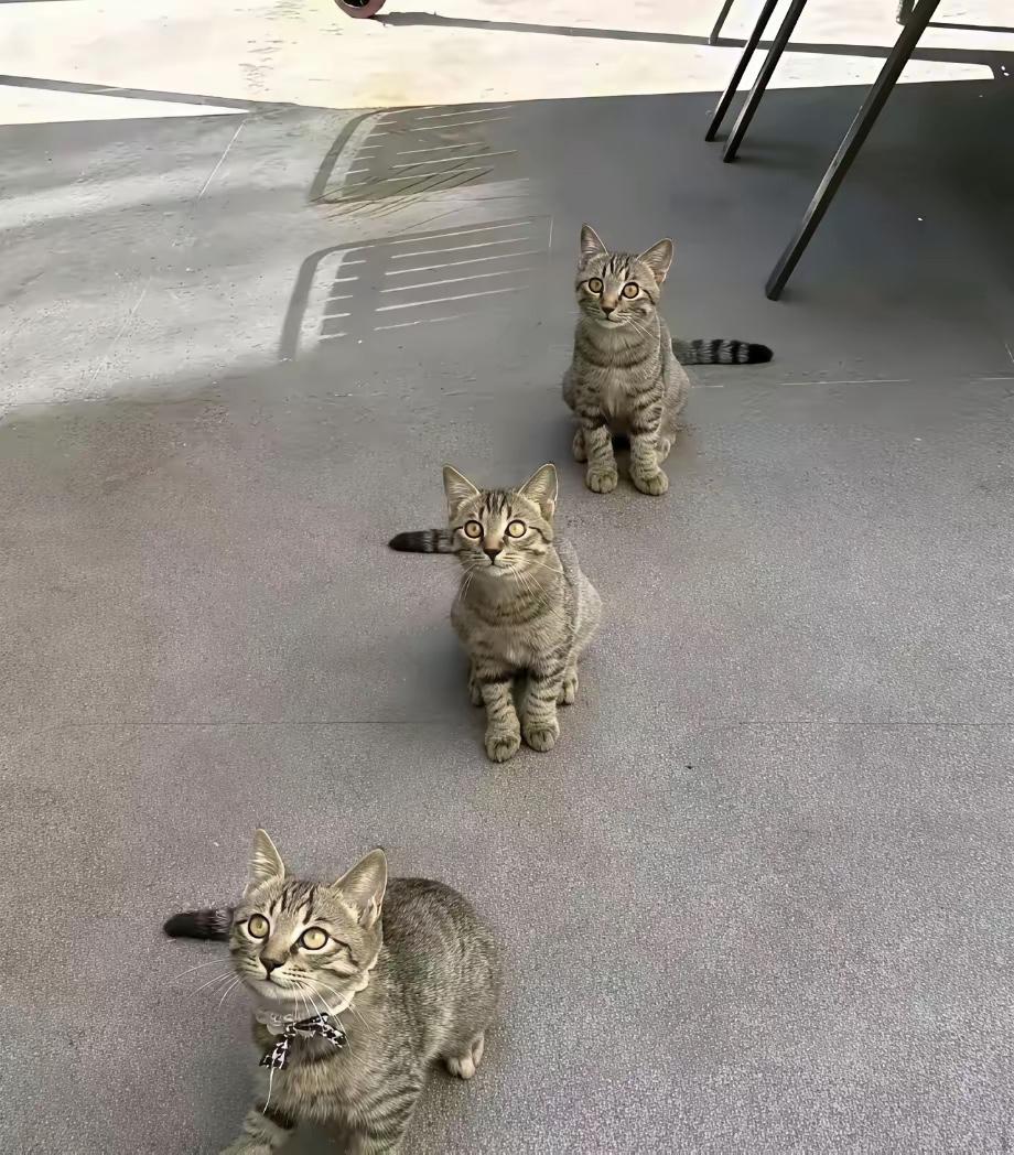 杭州包子铺因三只流浪猫天天蹲点直接火出圈！
老板掀笼屉先喂猫跟打卡似的，网友开车