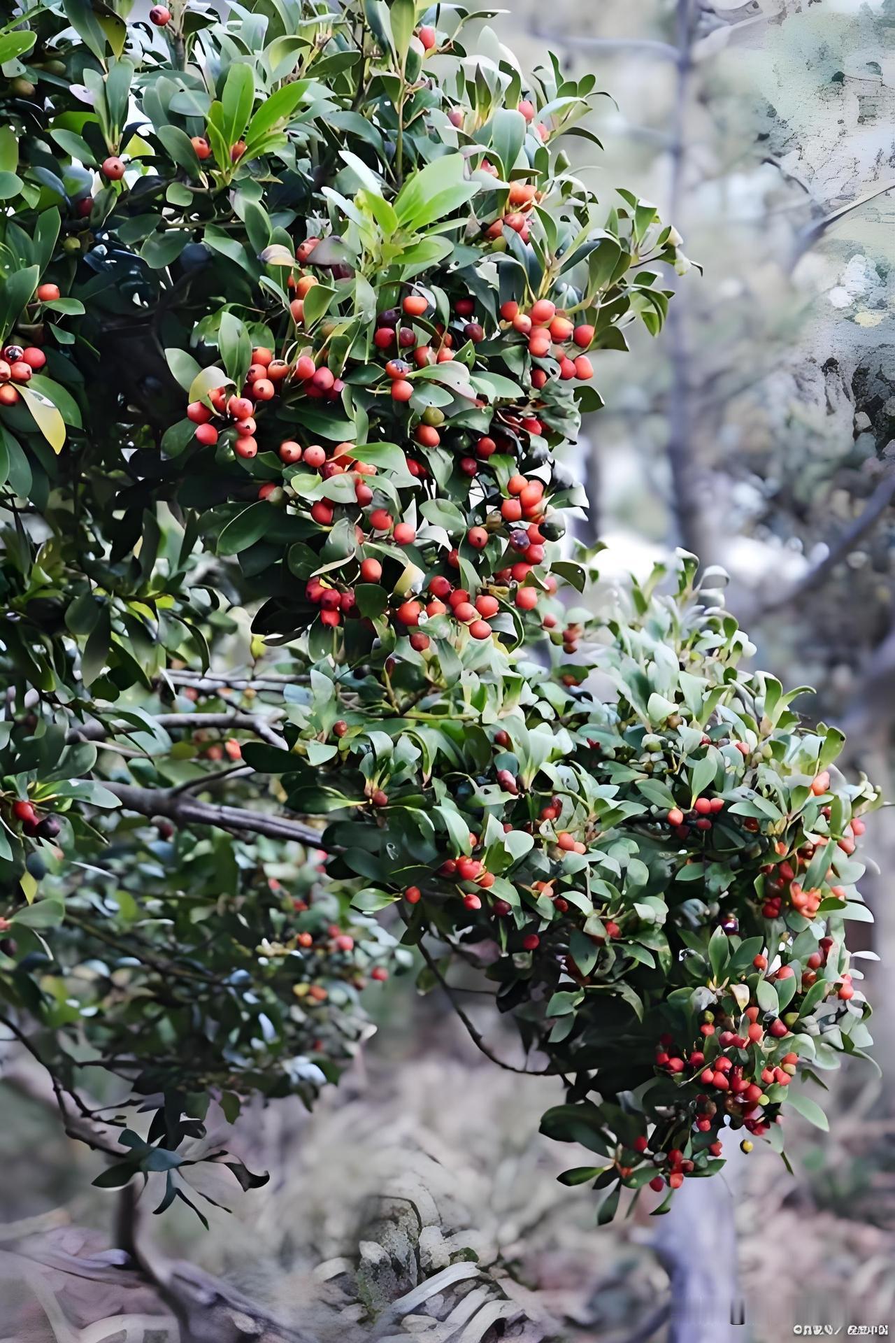 上联：不老青山，千枝岁月，
下联：有兴趣的友友对一个！

昨天去扫墓，看到满山的