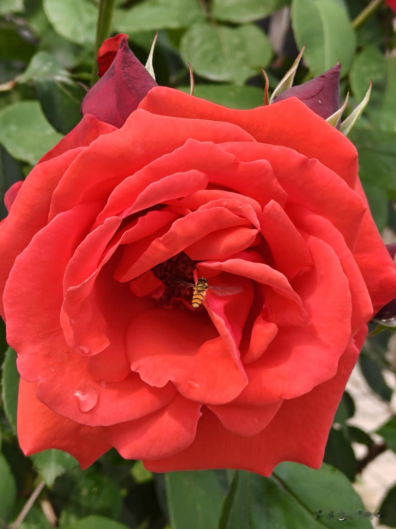 这个五一，她累倒了

节前，想着放假了，
终于可以好好放松一下了。
可媳妇儿（我