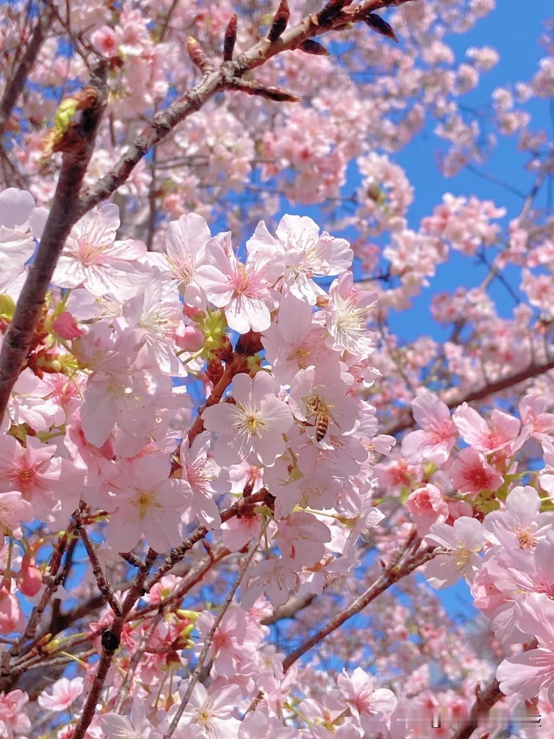 2026年2月24日，
十二星座综合运势指数大排名

💗综合运势
第一名摩羯座