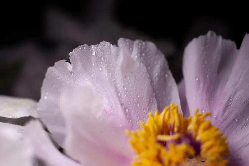 小时听过的一则故事是，女皇一怒，牡丹贬洛阳

这个传说的雏形最早见于北宋《事物纪