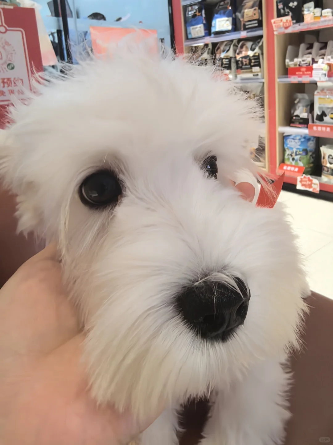 2800拿下纯白雪纳瑞