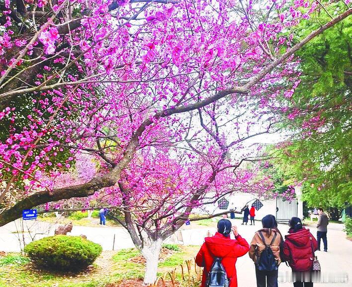 【 合肥第24届梅花节绚烂启幕 】2月22日，合肥第24届梅花节在合肥植物园启幕