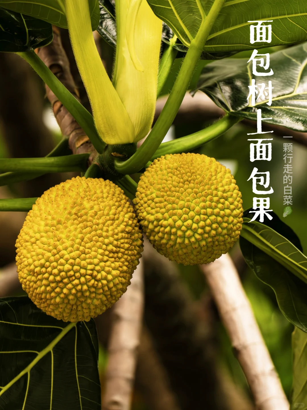 深自然 | 打住，这真的不是波罗蜜