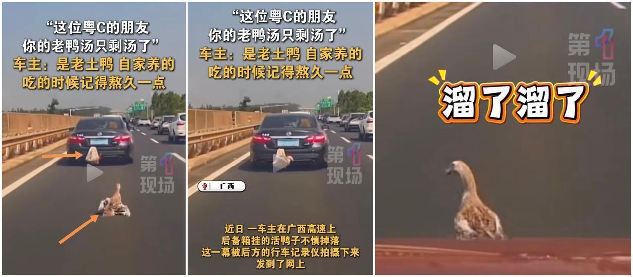 近日，广西高速上，一位车主后备箱的鸭子，由于袋子破损，掉落到公路上，随后溜走了。