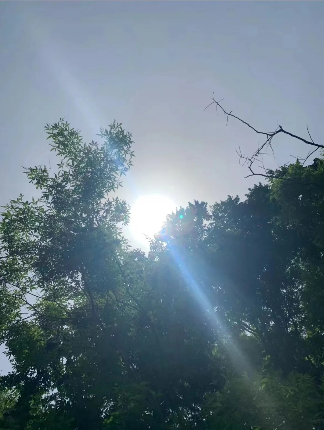 今天的太阳真的很大 