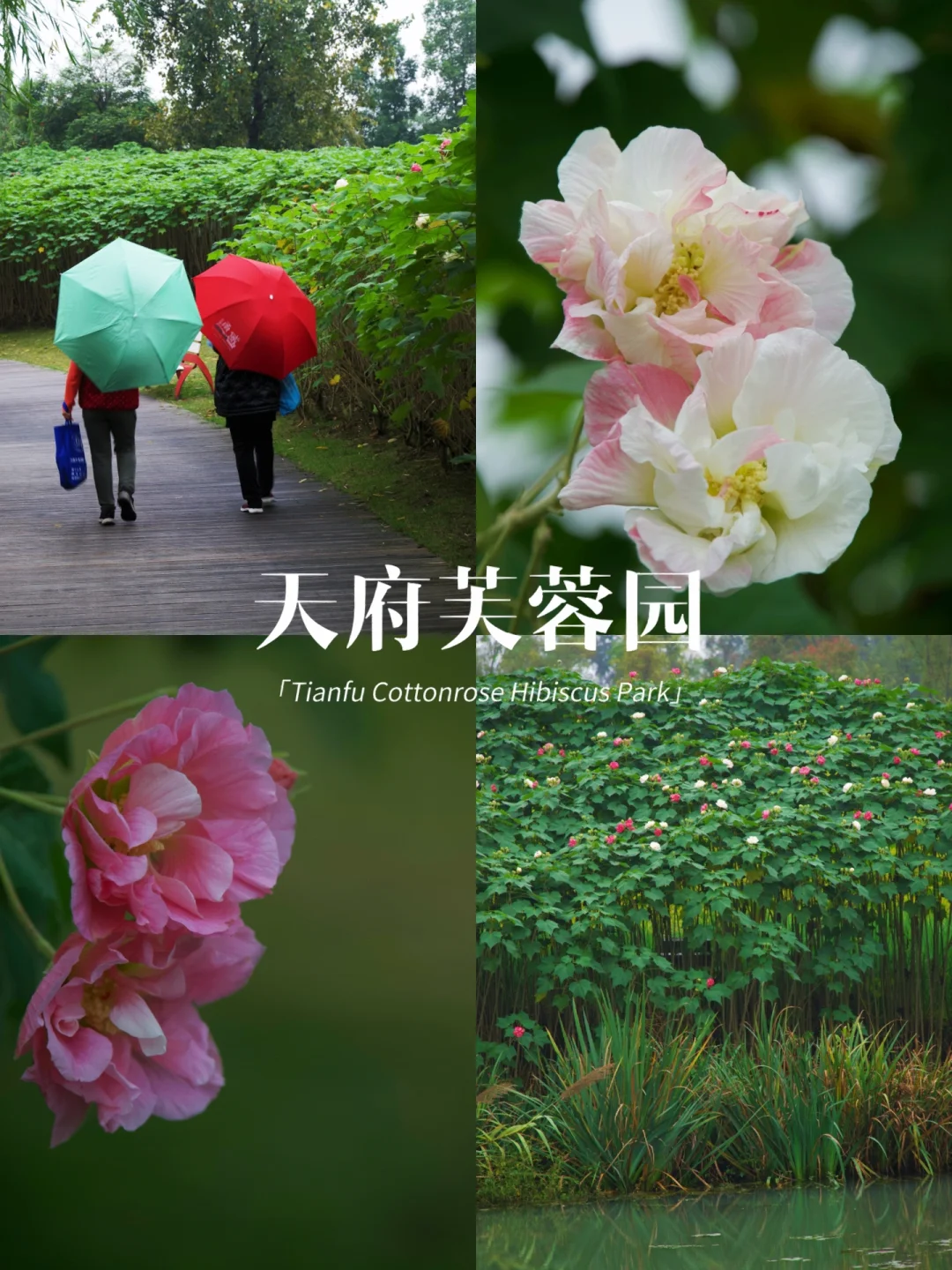 5万株成都市市花开了🔥本周迎来最佳观赏期