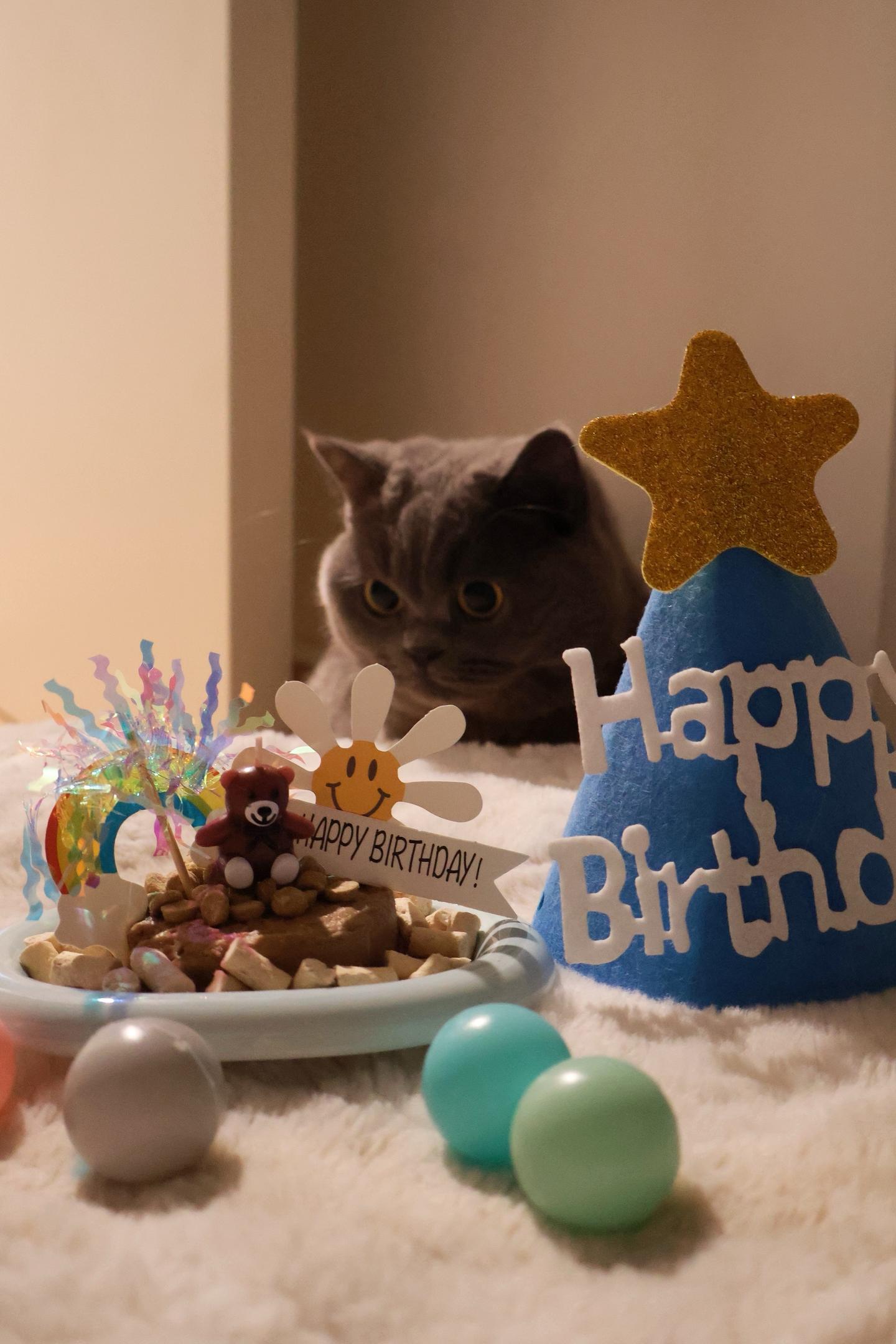 小芝麻两岁咯！！大声喊出：生日快乐小猫！！！健健康康长大！！