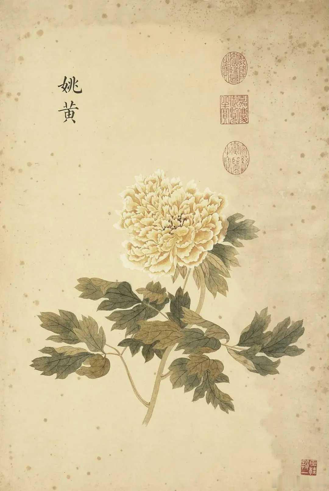 邹一桂 牡丹二十四品。邹一桂（1686-1772 年），字元褒，一字原褒，号小山