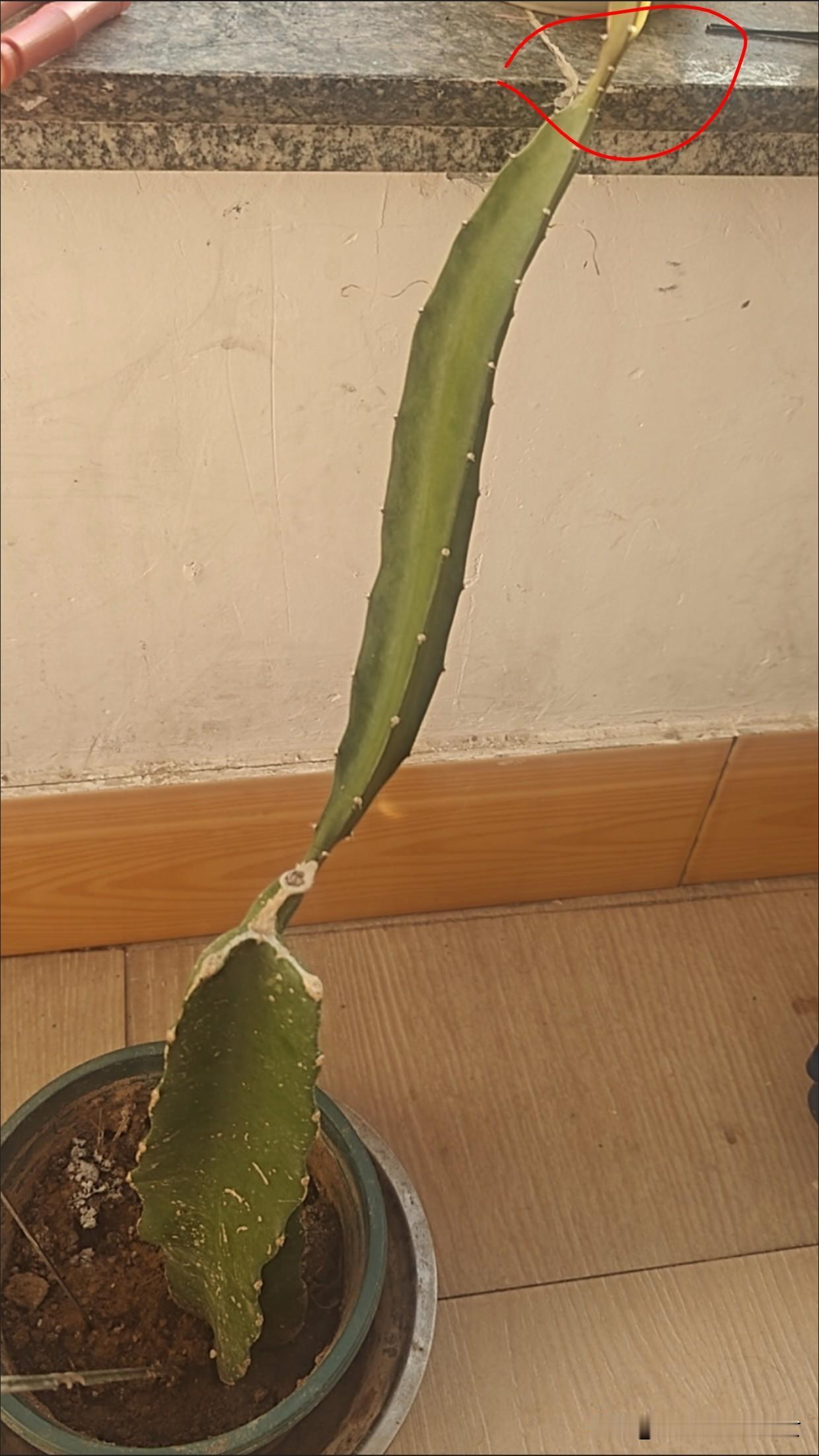 记录我的20252025种植的火龙果不知道能不能结果，很期待，也很恼火，这火龙果