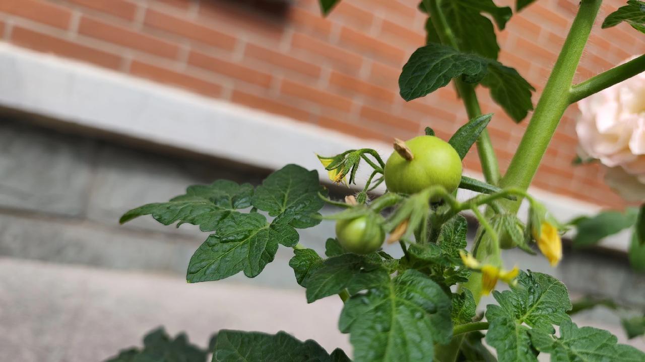 #番茄🍅 #果实累累 #果子原生态美 #丰收的季节硕果累累 #你能叫出它的名字