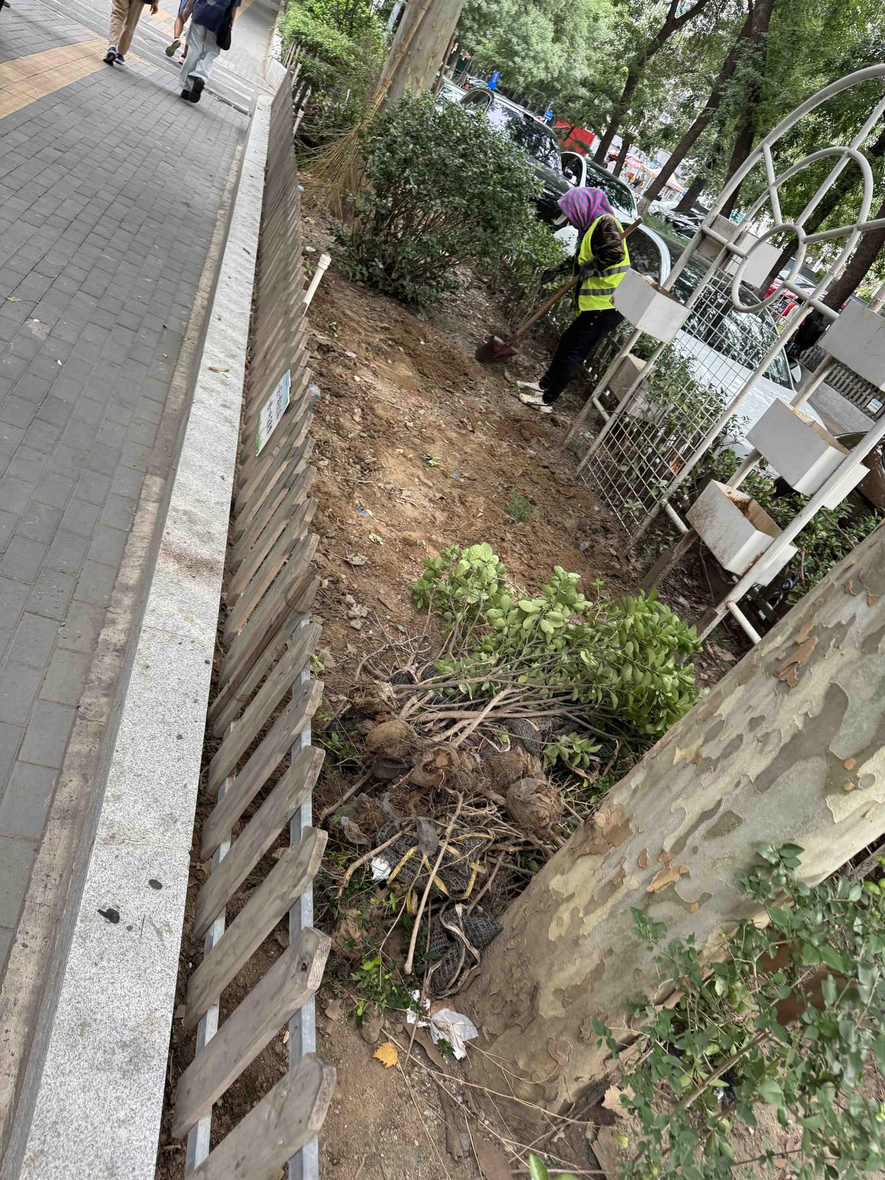 胡乱的基础设施投入有老开始了。 这种绿化隔离带 脏乱差 非得种灌木丛 打理麻烦 