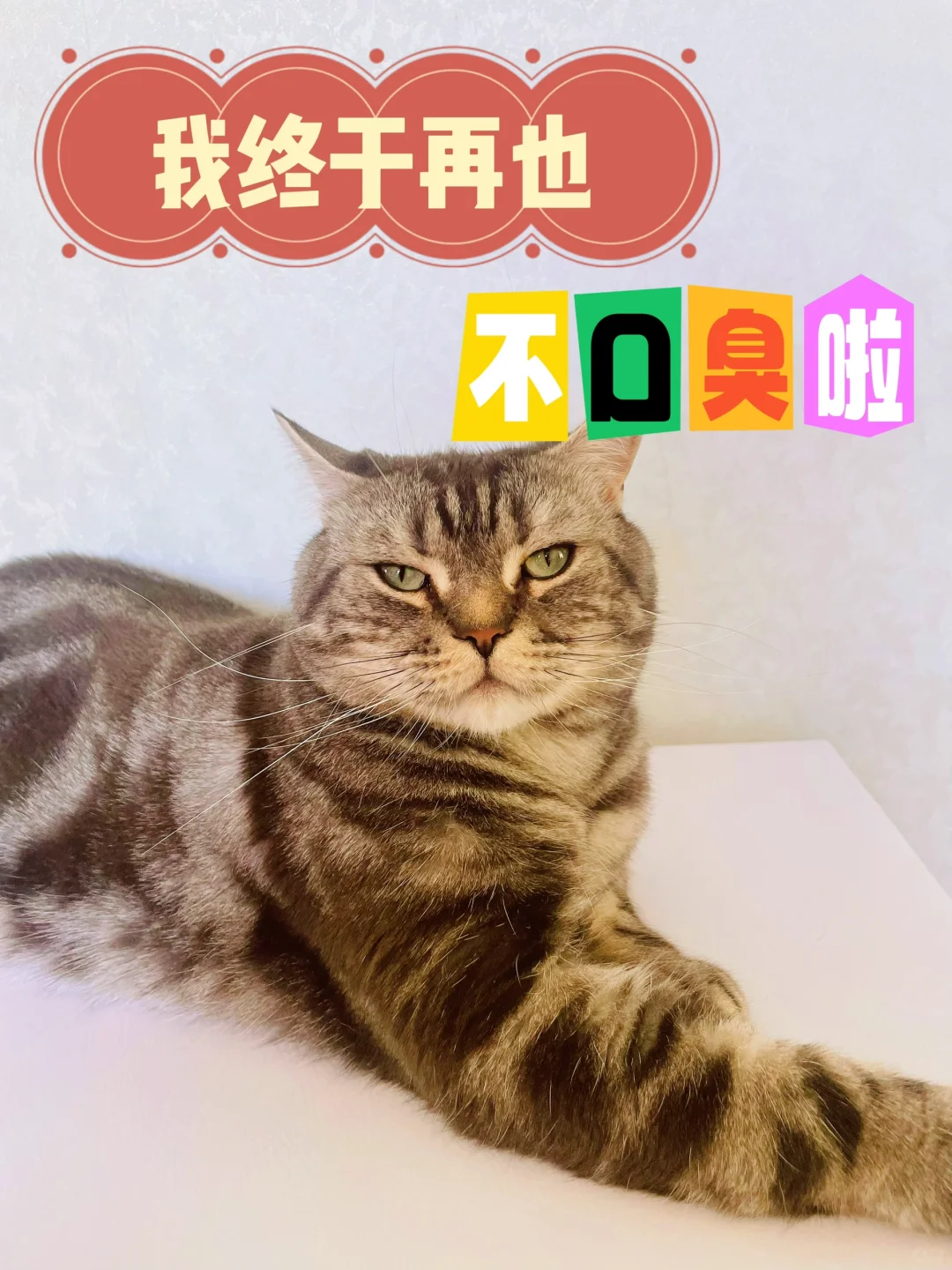 猫咪再也不口臭啦‼