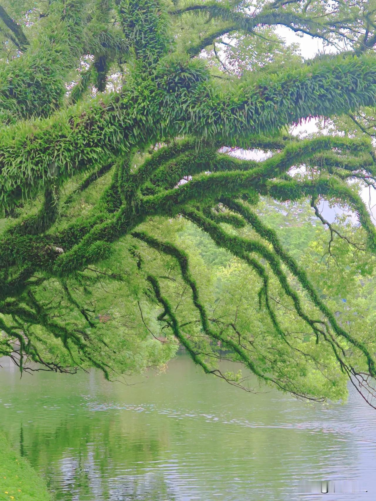 身披蕨衣，躬身行礼，在水一方，生生不息。
——潮州市西湖边的老樟树
#看看你拍摄
