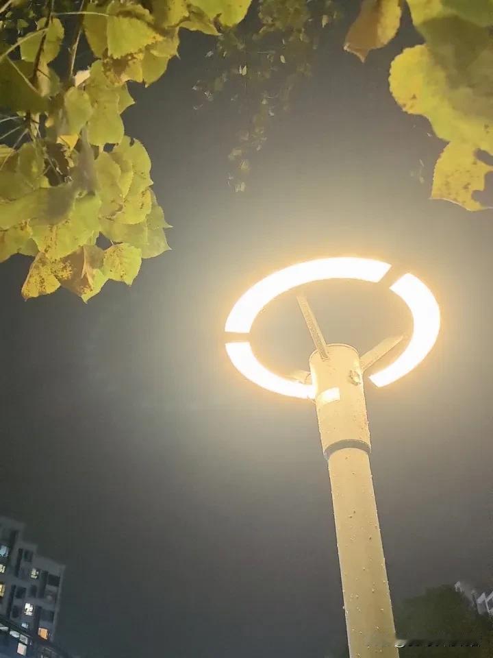 五十岁的窗台，还亮着等归的灯
 
李姐的窗台总摆着一盆茉莉，每年夏天开得雪白，风