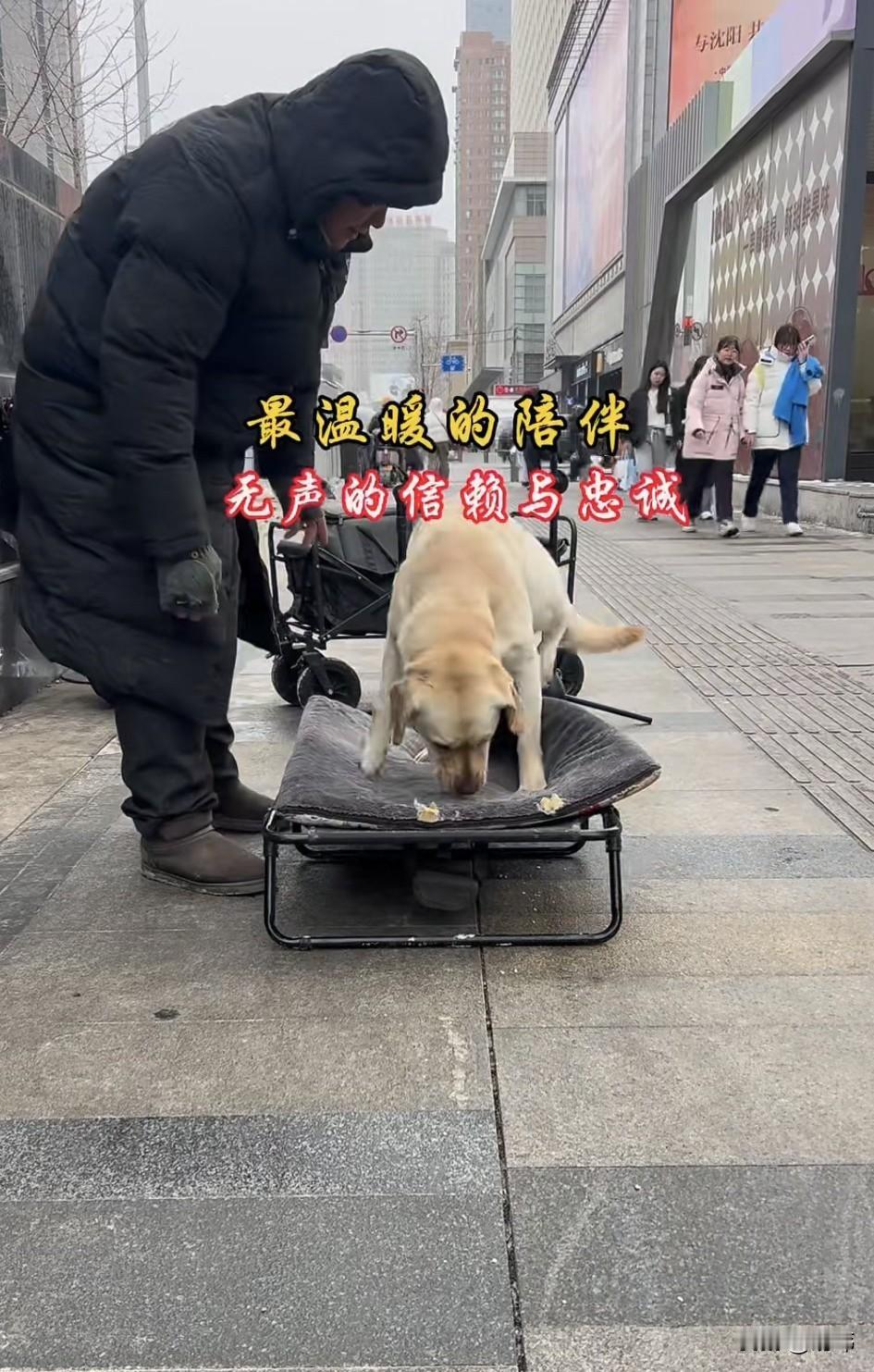 泪目了！这天一位小姐姐去逛街，当她走到一个广场的时候，看到了温馨的一幕，一位流浪