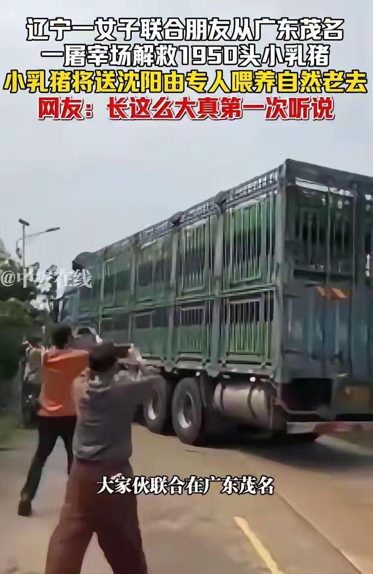 建议全网封杀！

千里救猪不是善良，更不是道德高尚，而是精心策划的流量收割

数