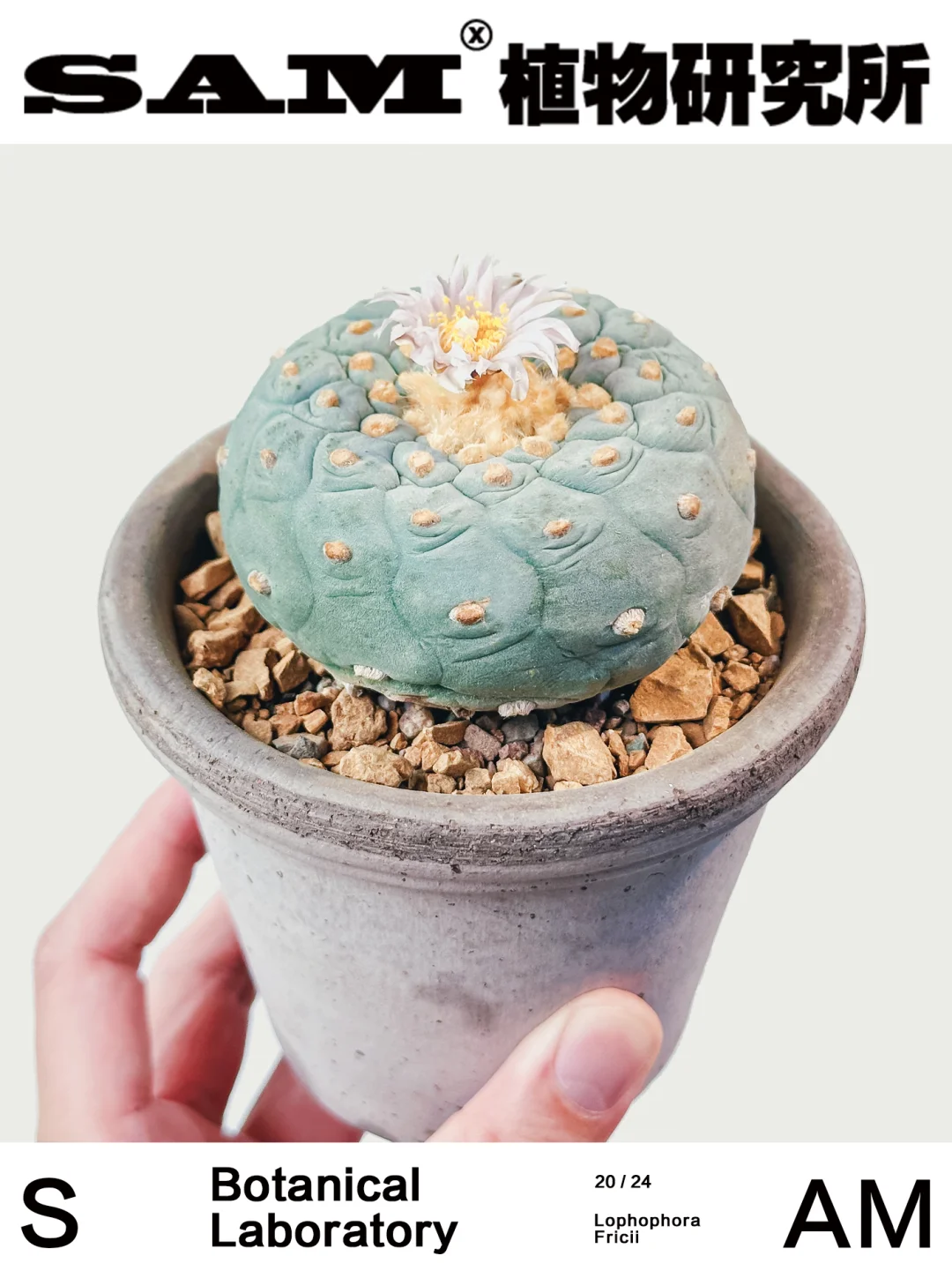 银冠玉｜Lophophora Fricii