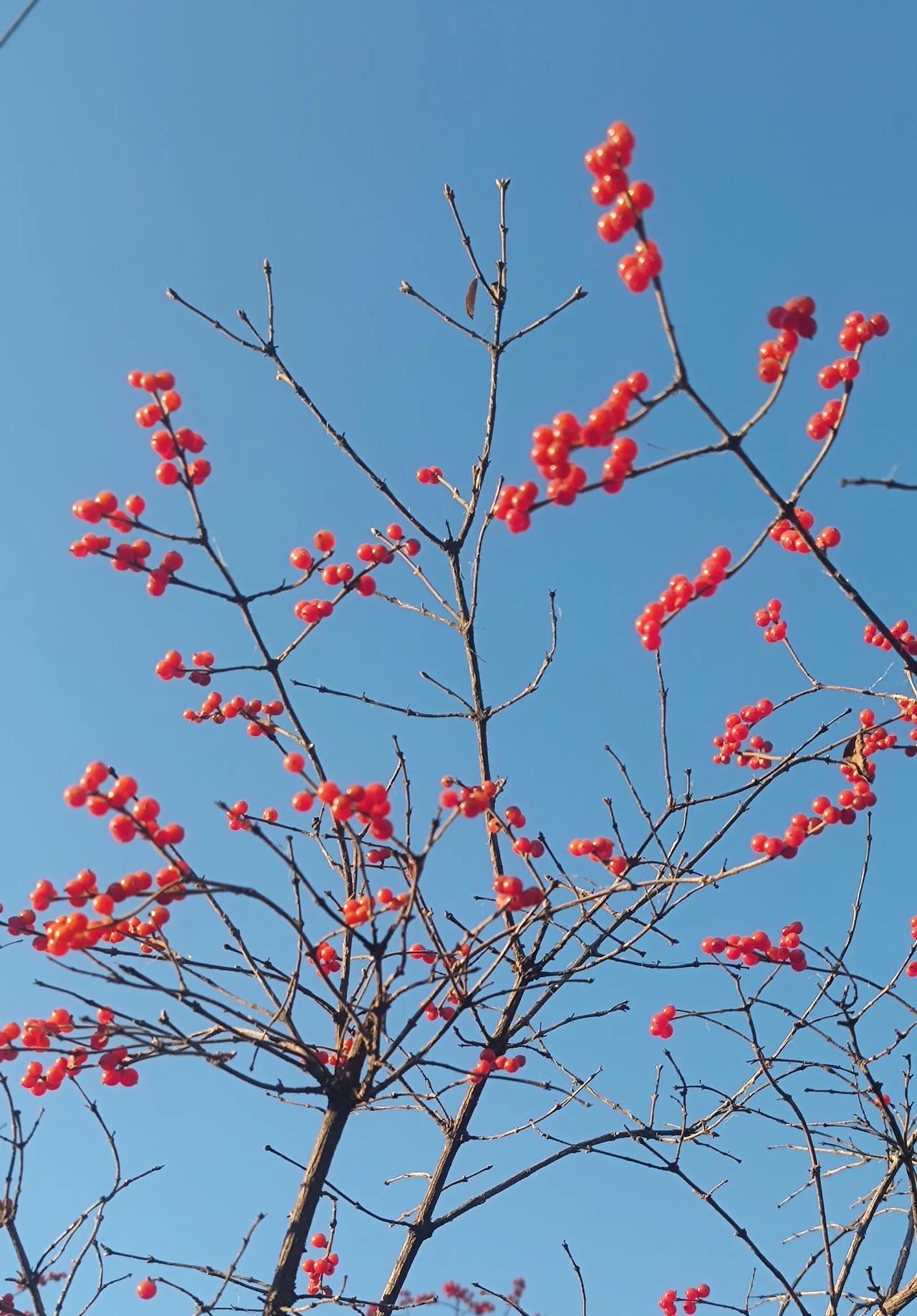 快来看呀，这一树红果，惊艳了冬天。
今天早晨晨练路上，被小游园里的一树树红果给惊