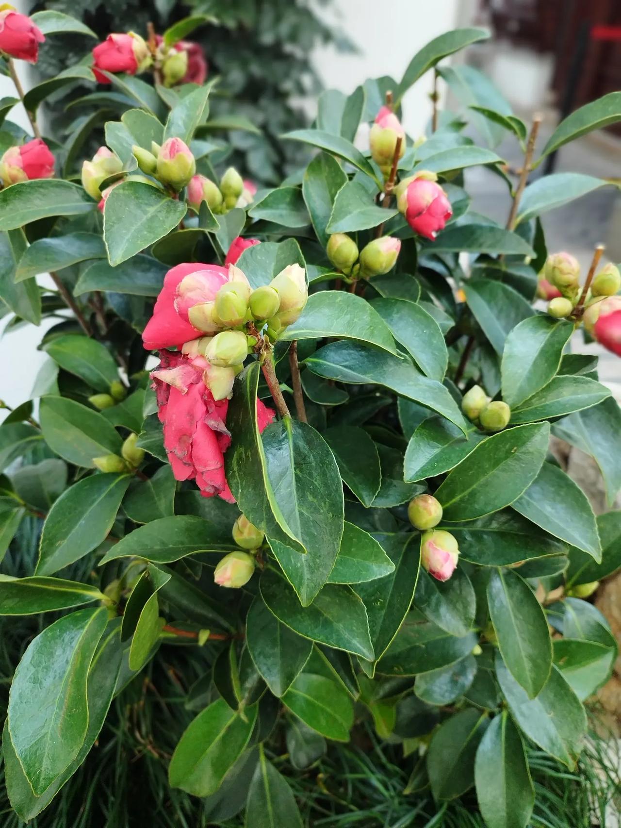 西江月 · 春分
李耀海（河北）
燕剪河边绿柳，
蜂迷陌上黄花。
桃红怒放若云霞