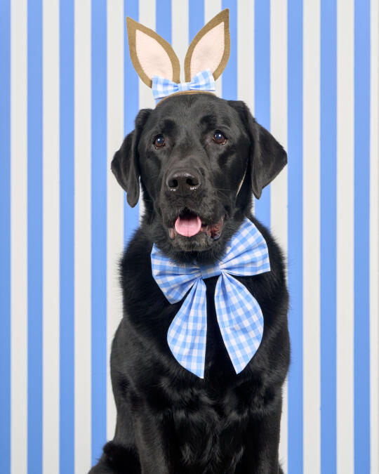 复活节兔兔狗 🐰🐶