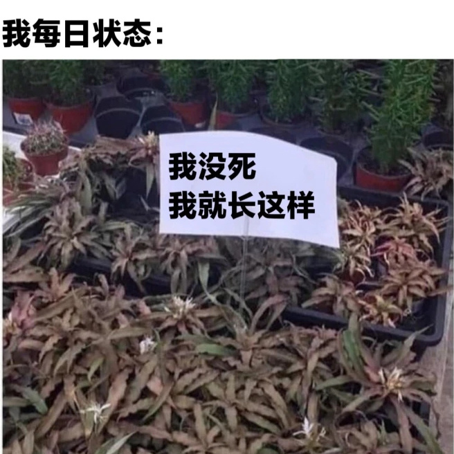 你要接受一个人她本身就是枯萎的灰扑扑的沉默寡言的在人海里不起眼的。 ​​​