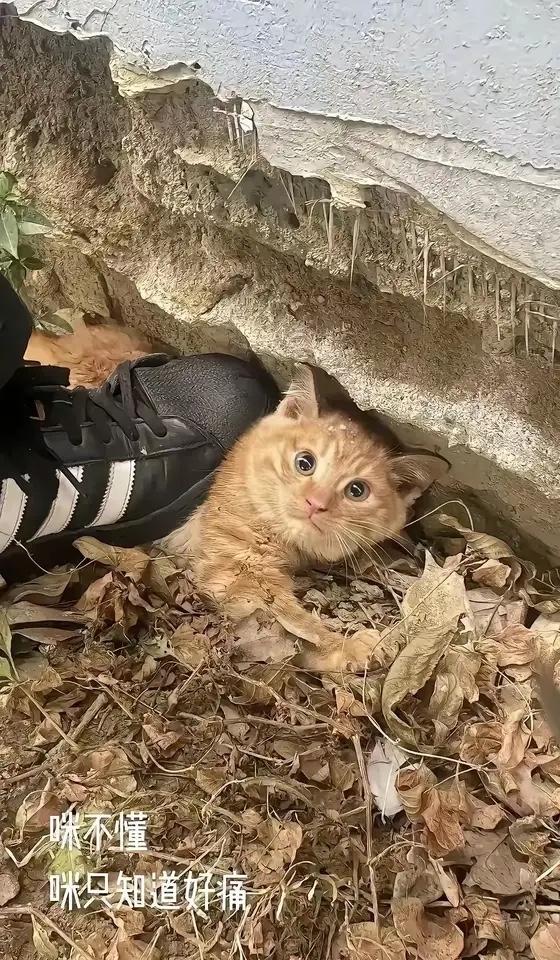 真的怒了！男子在公园看见一只晒太阳的流浪小猫，竟直接冲上去用脚狠狠踩住，弱小的猫