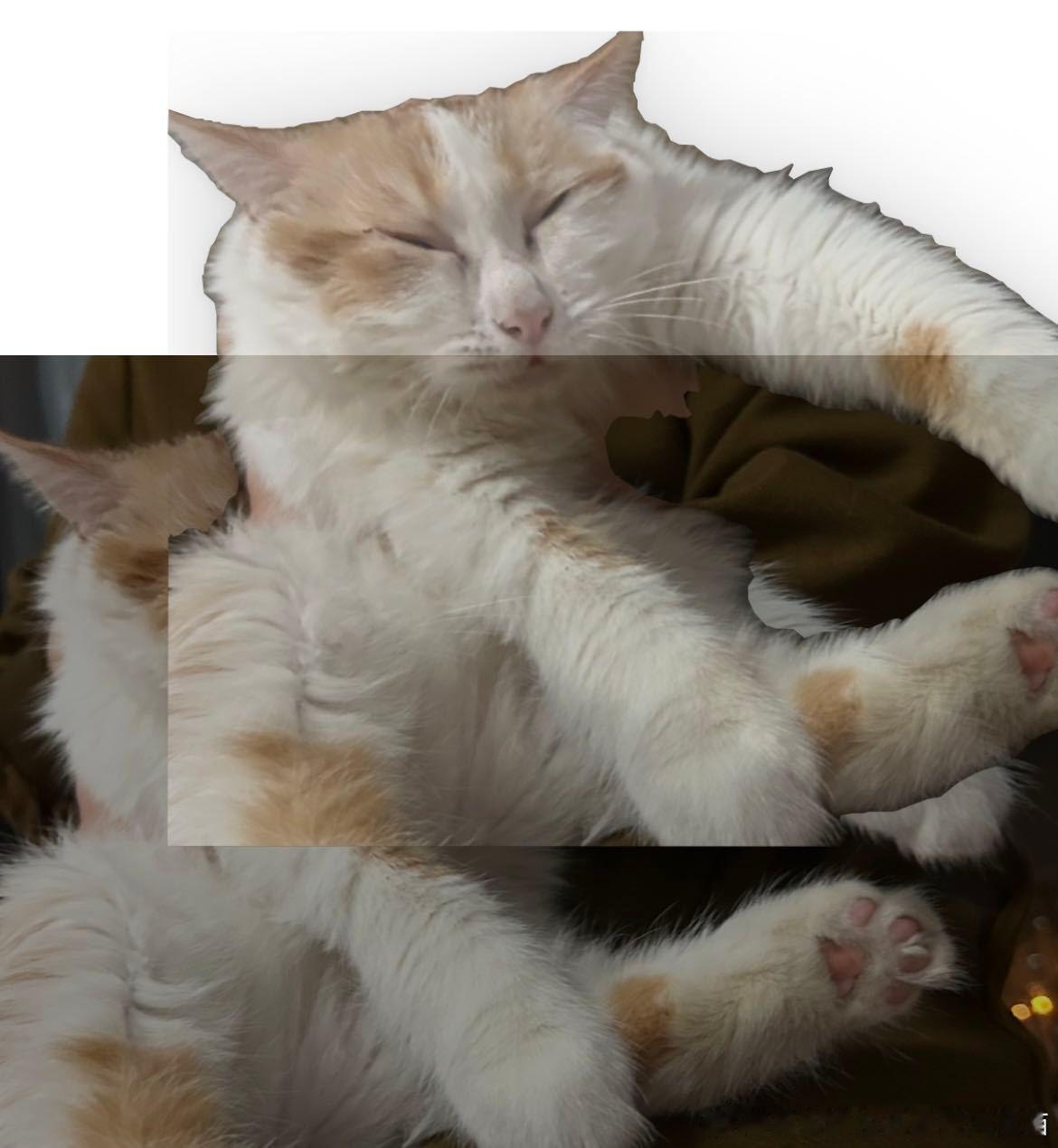 50345【丑猫】灵魂出窍 