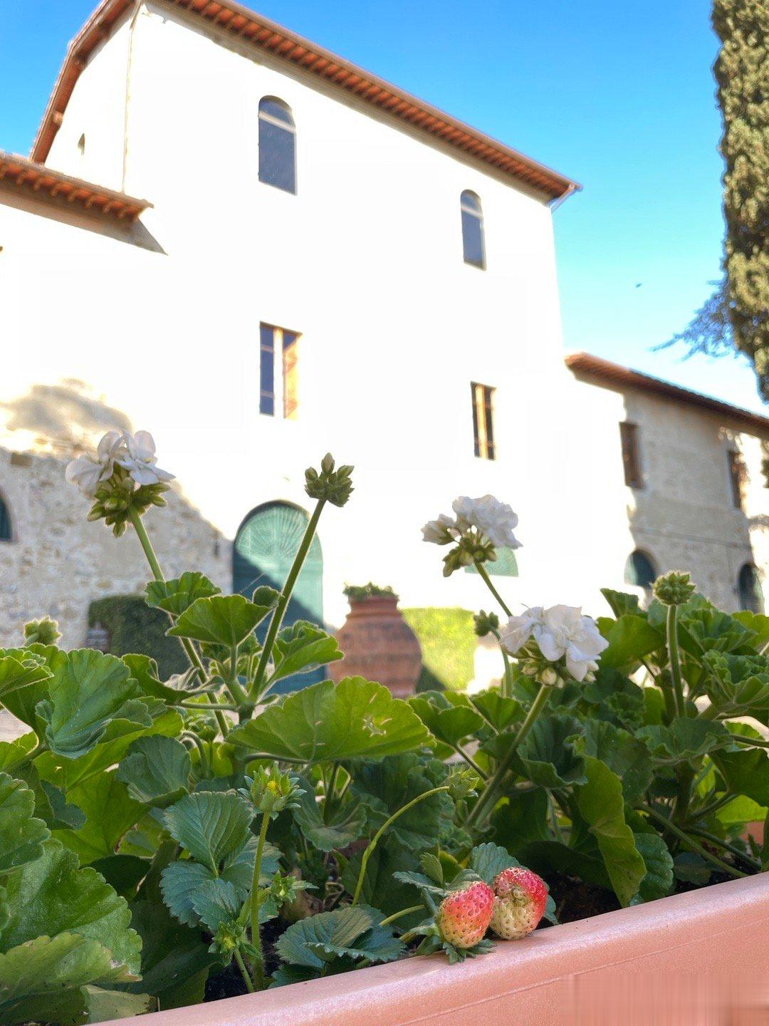 #云南有5种颜色的草莓# 草莓🍓营养价值非常好，而且含糖量不高，生酮饮食的都可