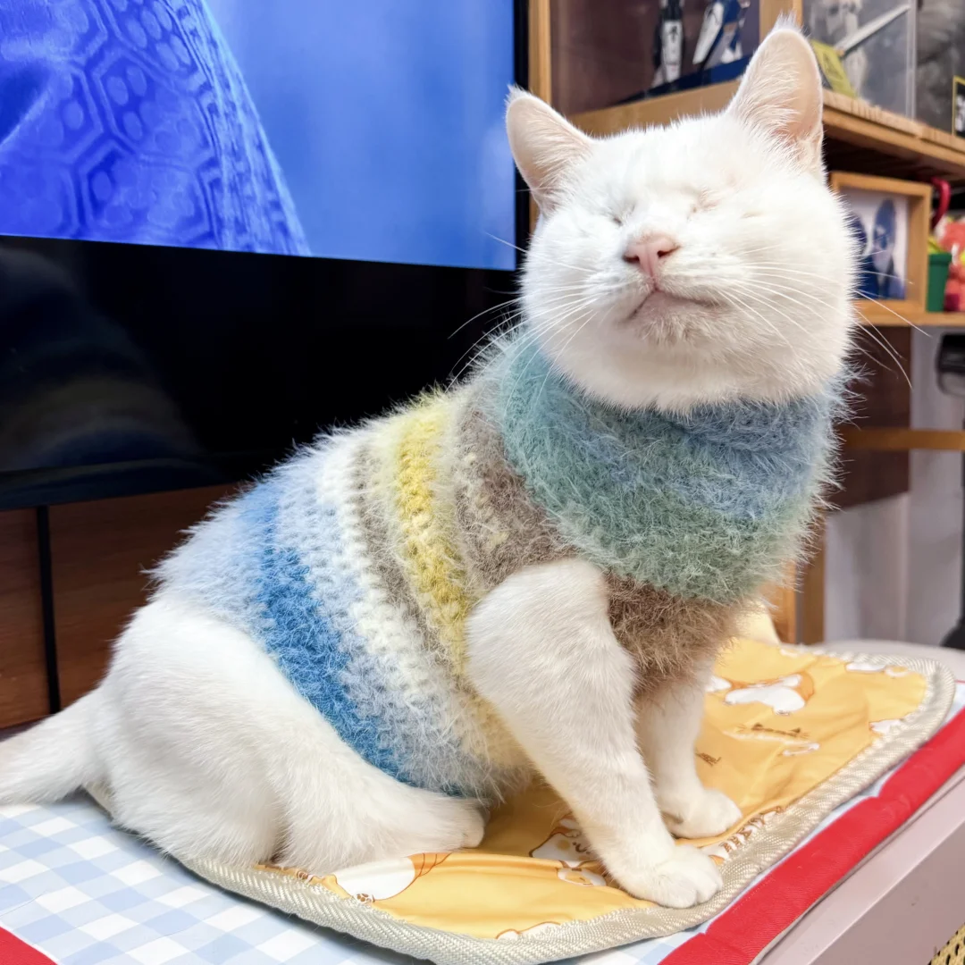 是谁穿上了妈妈亲手钩的小毛衣