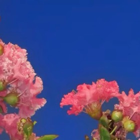 紫薇花 1. 栽培方式：园土+腐叶土+粗沙，普通疏松透气土；木质乔木根系深，适合