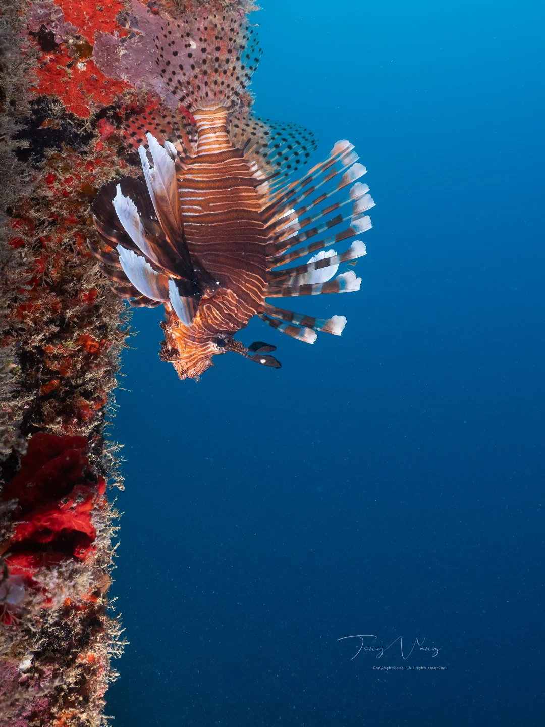 在马布岛捅了狮子鱼的老窝🤿