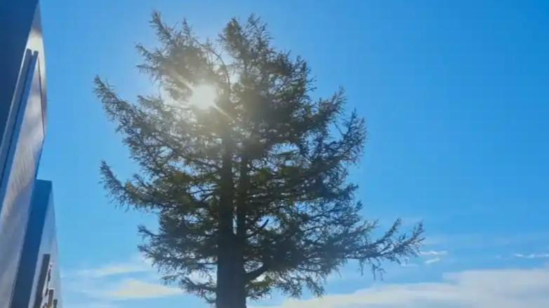 1961年考察队在河北塞罕坝的探索历程，展现了他们面对荒漠环境时的坚持与创新精神