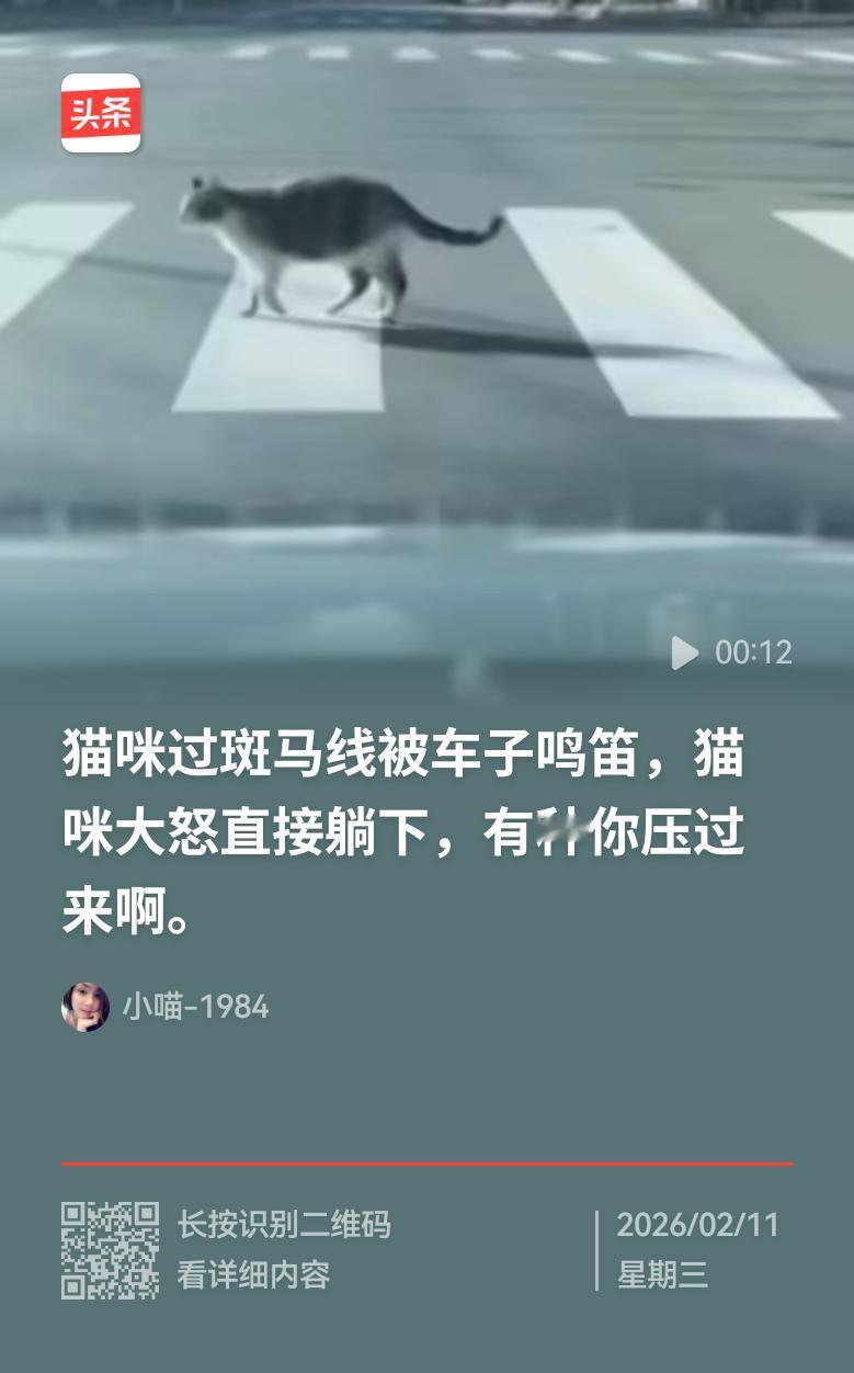 一只背部呈灰色、腹部为白色，体格健硕的狸花猫，慢悠悠地从斑马线上过马路。这时，一