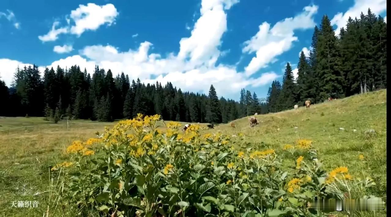 这幅图片展示了一片宁静的自然风光。前景是一片开满黄色花朵的草地，可能是金盏花或者