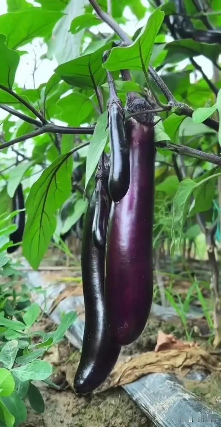 小菜园风光。