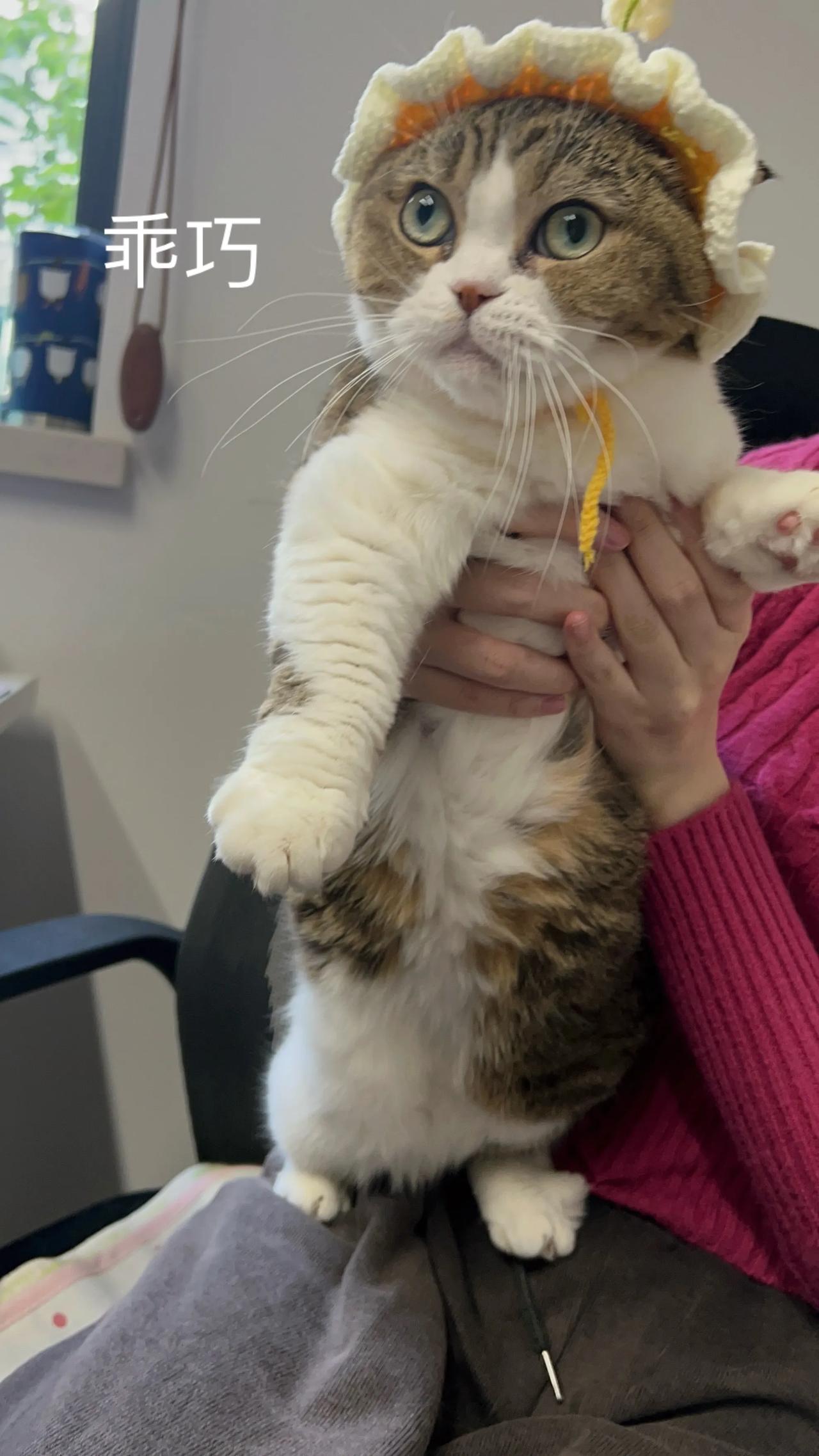 鹿宝宝的双面喵生，可爱得要命！
#萌宠# #猫咪#