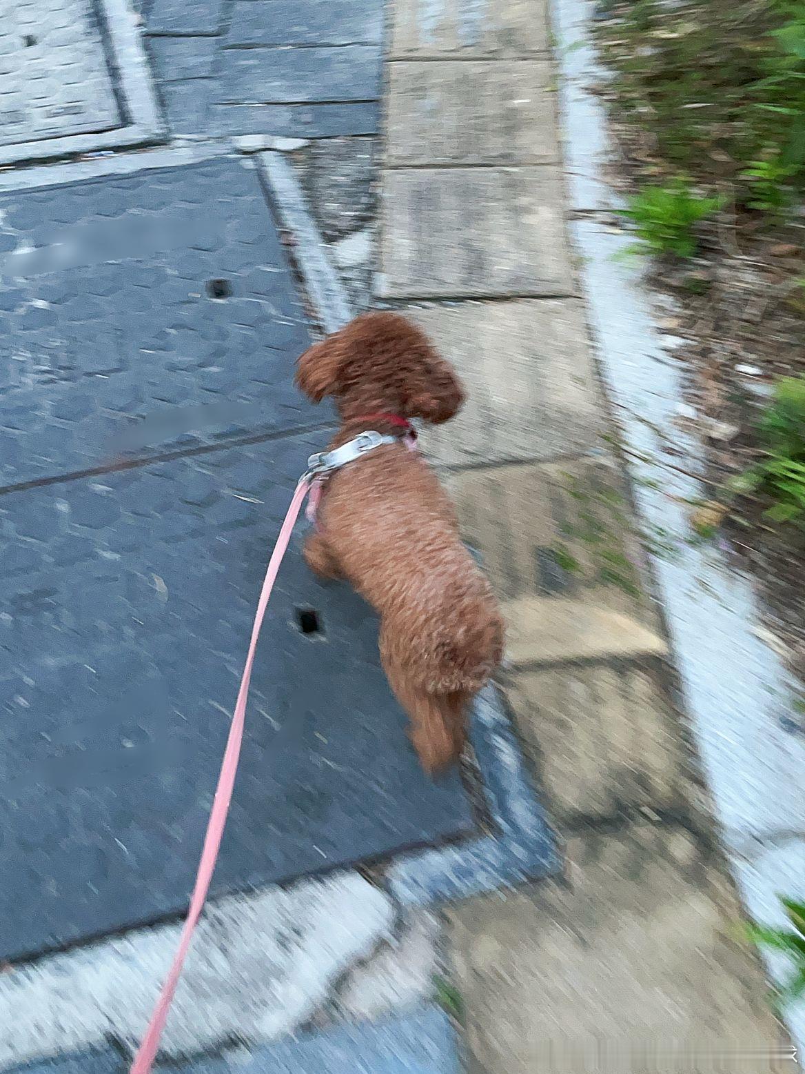 谁早起谁遛狗 