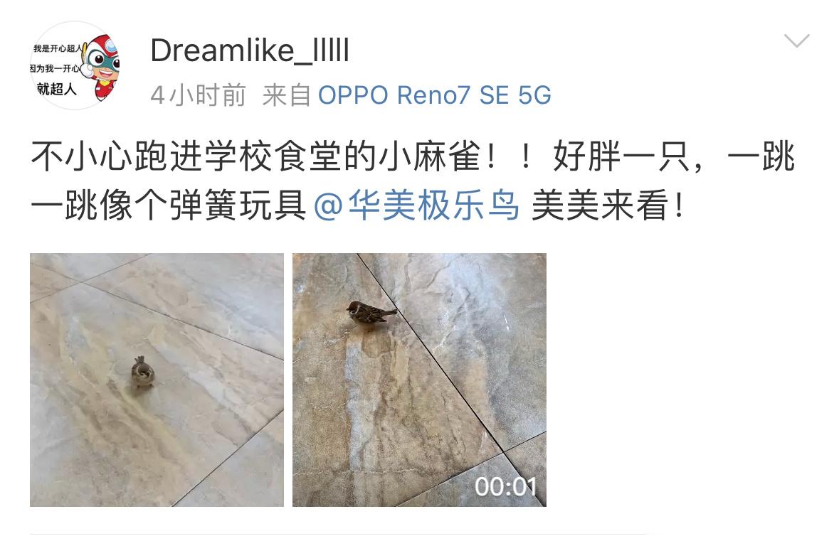 #鸟粉投稿# 来食堂蹭饭的麻雀让它恰 让它恰！ ​​​