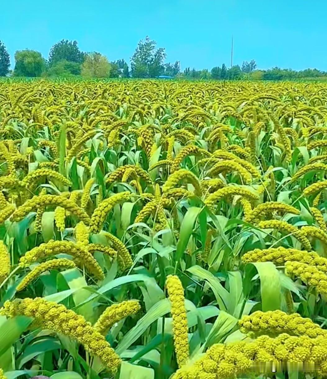 夏日生活打卡季田野里的夏天，是绿色的海，也是金色的梦。看着这一片片沉甸甸的谷穗，