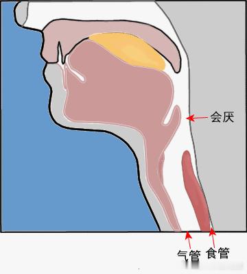 #嗓子为何如此脆弱# 喉咙，一个替你扛下无数伤害的器官！在很多人看来，喉咙不适是