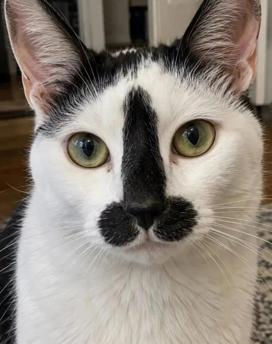 朋友家的喵喵，问我这猫🐱起个什么名字好？请给它取个叫起来顺口的洋气点的中文名，