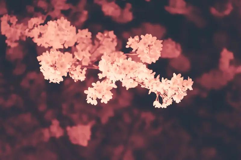 樱花季看夜樱，有些地方真的绝了。就说武汉东湖樱花园，它可是世界三大赏樱胜地之一。