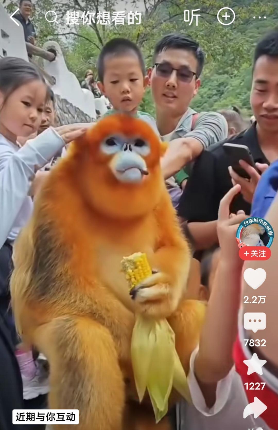 我头一次嫉妒金丝猴的美貌
看了一个视频，人们和金丝猴互动，金丝猴可真好看，艳丽的