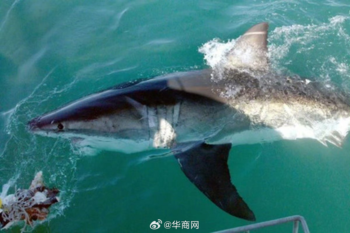 #伊朗称波斯湾鲨鱼正等待美国军人#【伊朗武装部队发言人：“波斯湾的鲨鱼正等待美国