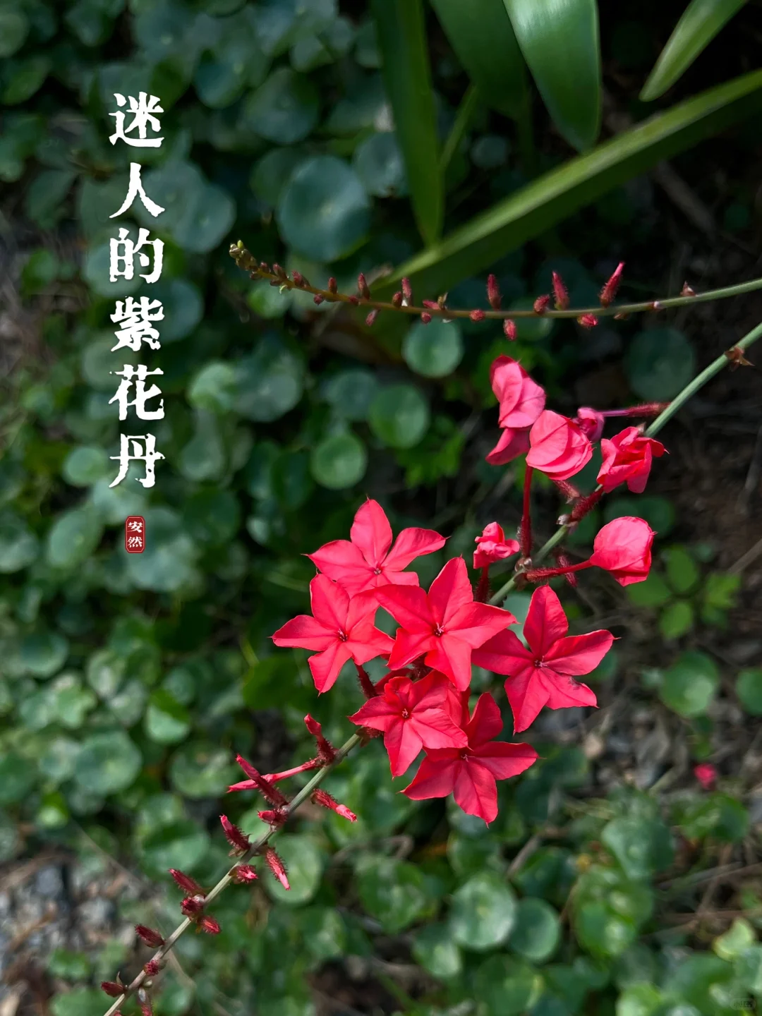 迷人的紫花丹｜花开花落，又一年