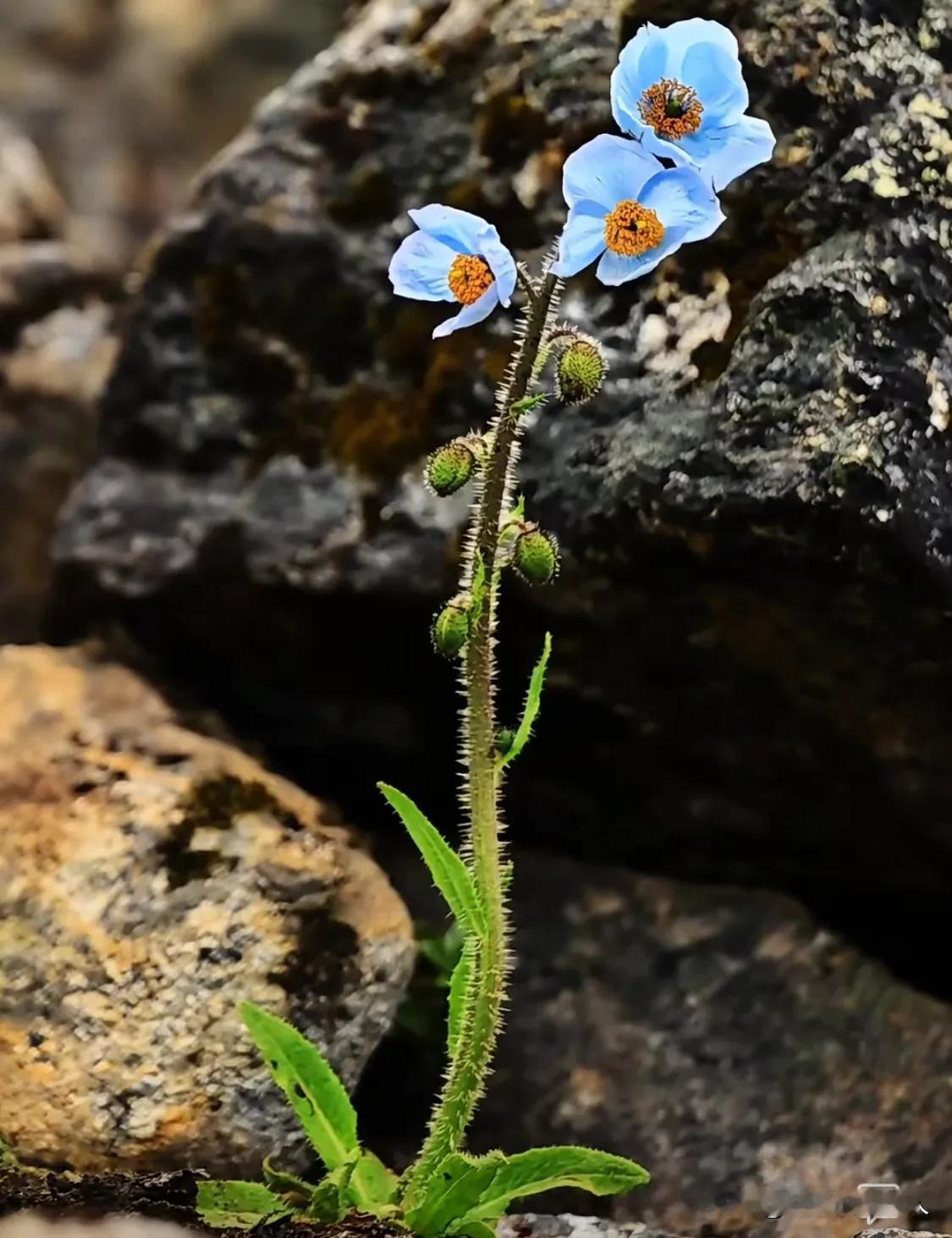 许巍的歌曲《蓝莲花》大家都听过，蓝莲花长啥样可能很少有人见到！有网友在喜马拉雅山