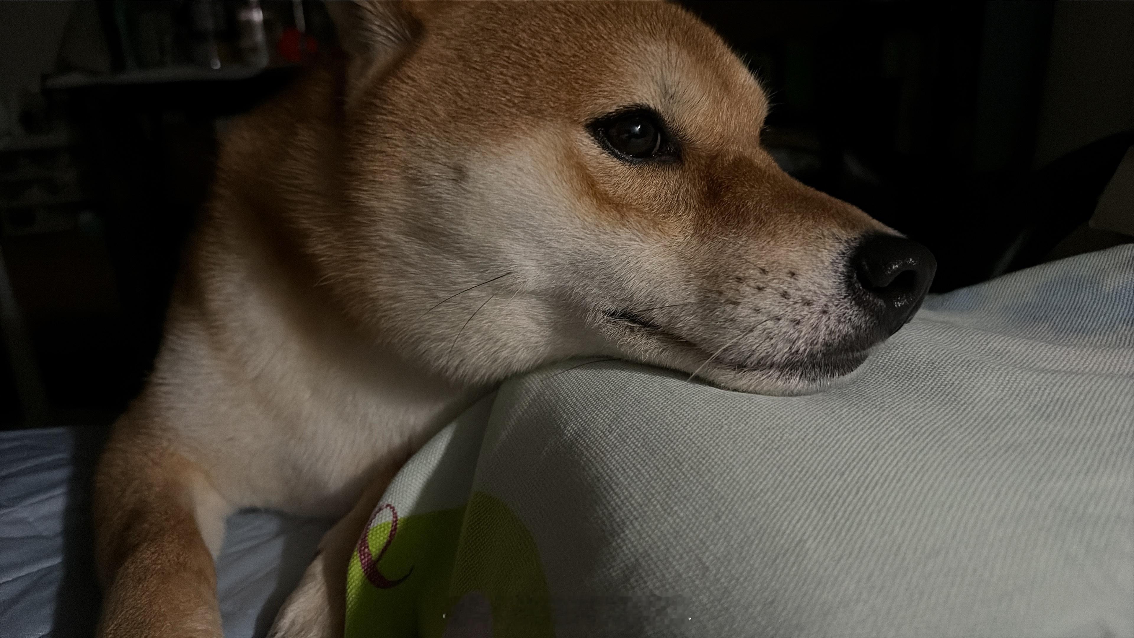 半夜一翻身，发现枕头上多了一个狗头……在微博过暑假