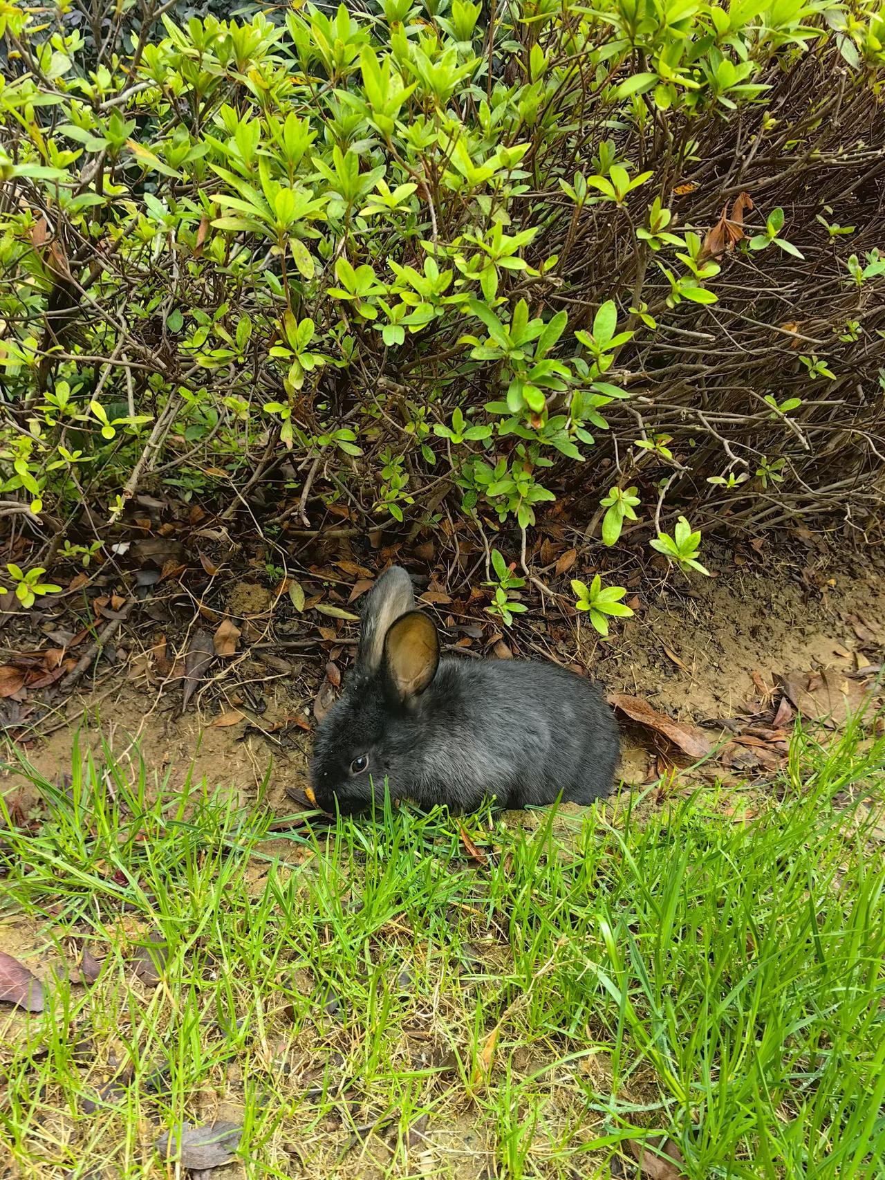 现在小区环境那么好了吗？竟然在小区的草丛里发现了一只野兔，只见他悠然的寻觅着自己